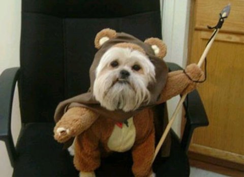 Star Wars Diese Tiere Haben Die Schonsten Halloween Kostume