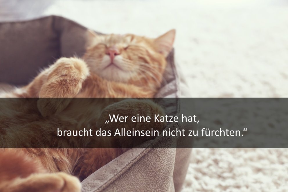 Lustige, kurze Katzensprüche für Facebook, WhatsApp und Co.