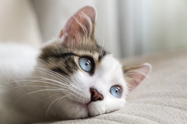Warum haben Katzen Angst vor Gurken?