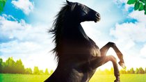 Die schönsten Pferdefilme - Vom Pferdeflüsterer bis zu den Gefährten 