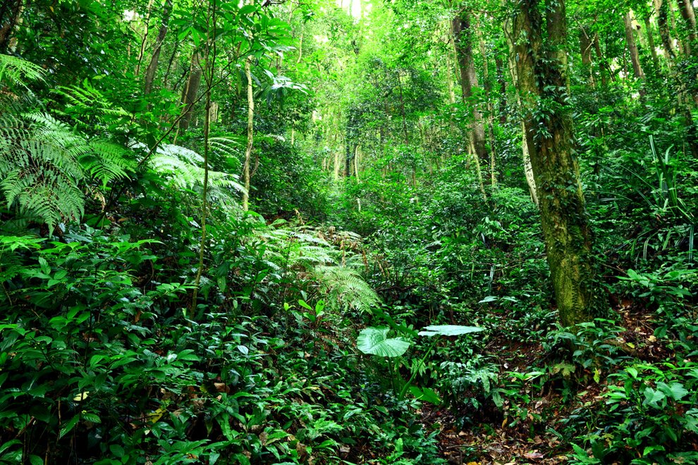 Tropical Island Dschungelcamp