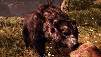 Far Cry Primal: Großen Narbenbär zähmen - Video mit Walkthrough
