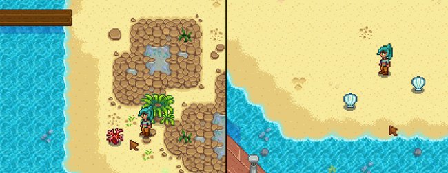 Stardew Valley: Am Stand findet ihr Korallen und Muscheln, die ihr für gutes Geld bei Willy verkaufen könnt.