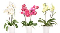 Orchideen vermehren: So klappt's mit dem Orchideen-Ableger