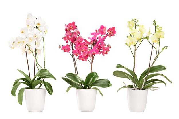Orchideen vermehren: So klappt's mit dem Orchideen-Ableger