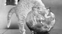 Bonsai Kitten: Die Katze im Glas - Was ist wirklich dran?