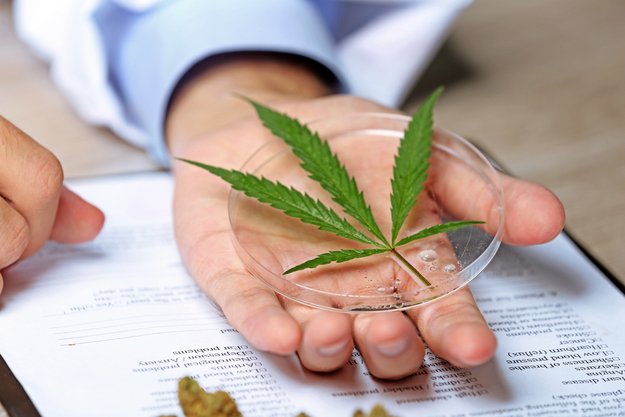 Cannabis gegen Krebs: Erkenntnisse und Vorurteile zu Cannabis als Medizin und Rick-Simpson-Öl