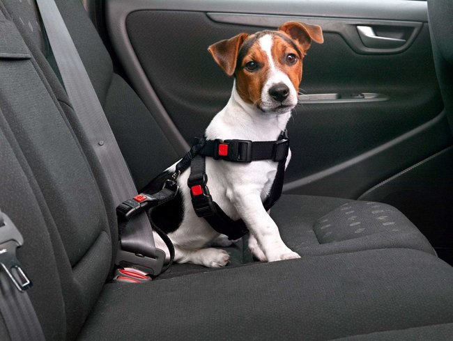 Auto-Hund-Sicherheitsgurt