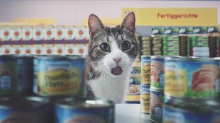 Netto-Katzen: Werbung geht viral - Netto ist auf die Katze gekommen