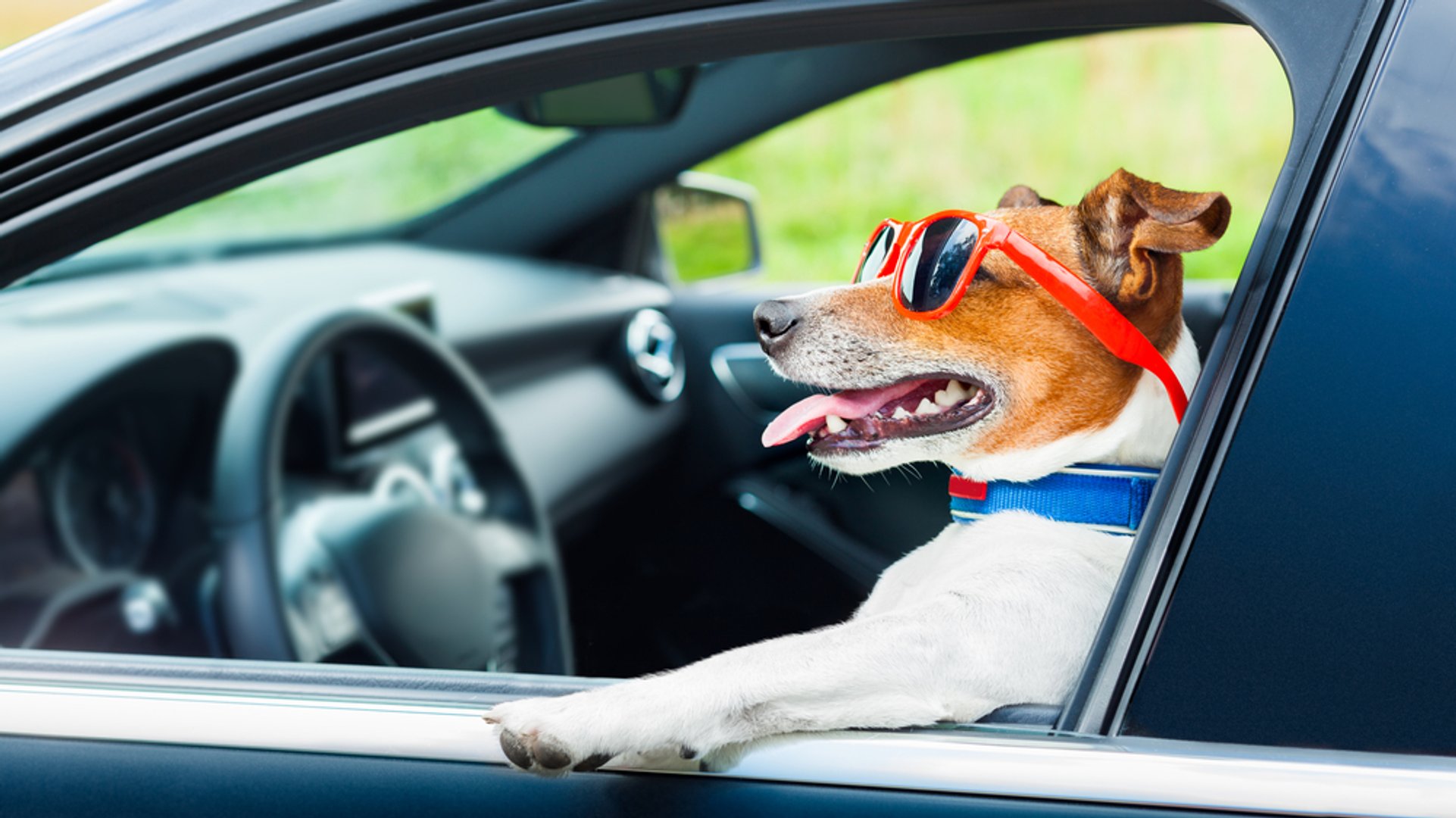 Reisen mit Hund im Auto - Tipps und Infos