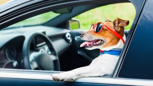 Hund im Auto: Vorschriften, Tipps und Tricks für das Fahren mit Tieren