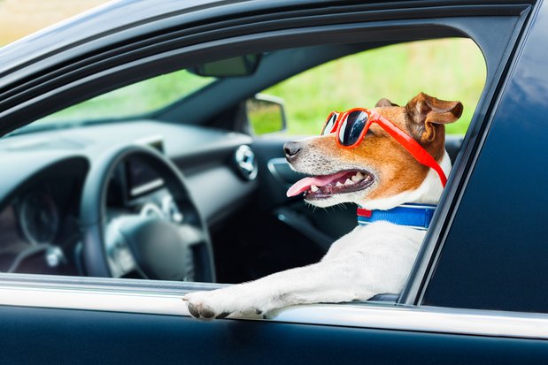Hund Im Auto Vorschriften Tipps Und Tricks Fur Das Fahren Mit Tieren
