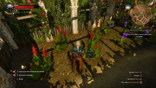 The Witcher 3: Winterkirsche, blaue Lotusblume und Basilikum aus Nazair finden