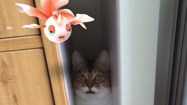Pokémon GO: Japanische Fans glauben, ihre Haustiere könnten Pokémon sehen