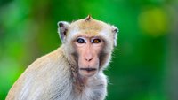 Klappe zu, Affe tot: Ursprung, Bedeutung und Synonyme der Redewendung