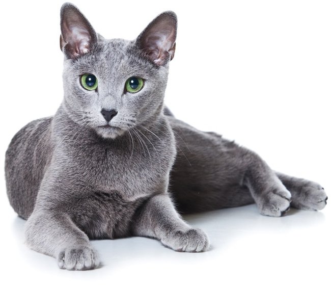 Russisch Blau Sheba Katze