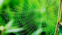 Spider-App entfernen: Reparatur am iPhone und Android-Gerät