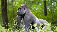 Harambe: Bedeutung des Memes