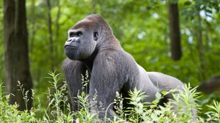 Harambe: Bedeutung des Memes