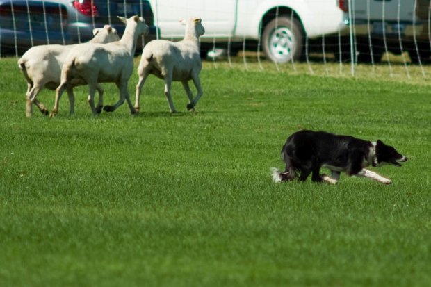 zeichensprache-hund