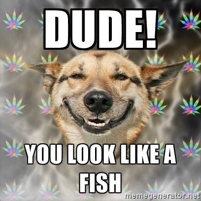 dude-fish