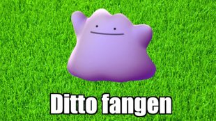 Pokémon GO: Ditto finden und fangen (2024) - Liste verwandelbarer Pokémon
