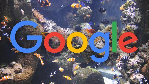 Muskie, Walleye und Taimen: Google arbeitet an drei Pixel-Nachfolgern