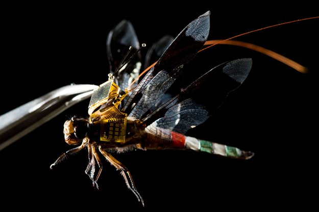 Cyborg-Libelle hebt zum ersten Mal ab