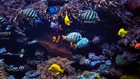 GoPro für Unterwasser: Die drei besten Modelle
