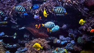 GoPro für Unterwasser: Die drei besten Modelle