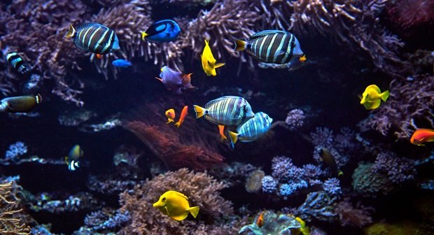 Gopro Unterwasser Artikelbild