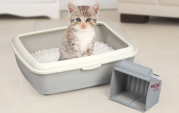Keddii Scoop aus „Die Höhle der Löwen“ jetzt kaufen: Revolution der Katzenstreuschaufel