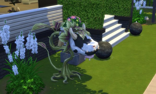 Auch in diesem Sims-Teil wieder dabei: die beliebte Kuhpflanze! Süß, aber absolut tödlich!