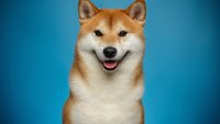 Doggo: Bedeutung und Herkunft des Memes