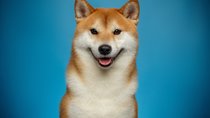 Doggo: Bedeutung und Herkunft des Memes