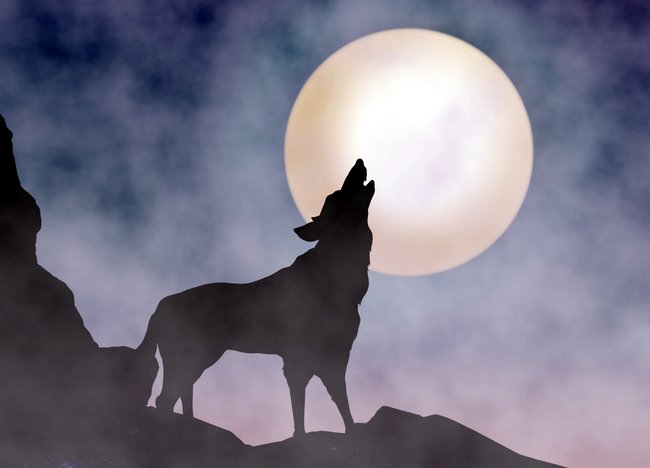 Wolf Mondlicht