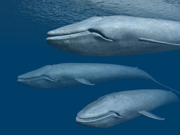 „Blue Whale Challenge“ bei WhatsApp: Was steckt dahinter?