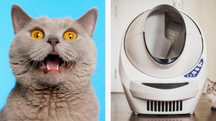 16 verrückte Gadgets, die jede Katze haben muss