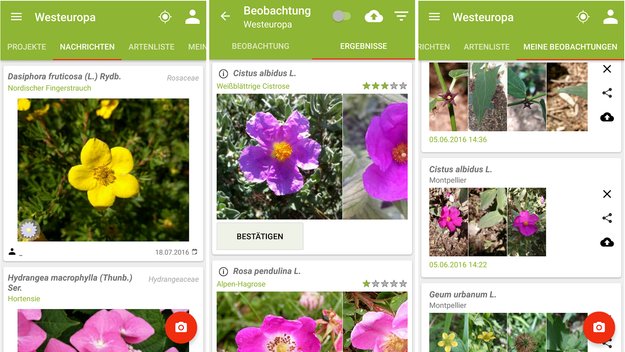 Pflanzenbestimmen Per Smartphone