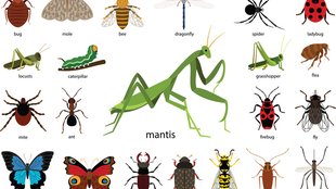 Insekten bestimmen: Die besten Apps zum Erkennen von Insekten