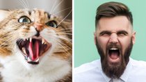 21 GIFs, die euch beweisen, wie hinterhältig Katzen WIRKLICH sind