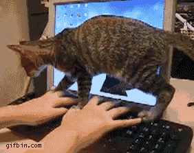 21 Gifs Die Euch Beweisen Wie Hinterhaltig Katzen Wirklich Sind