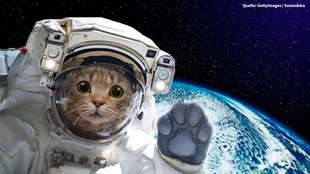 Elite Dangerous: Warum Katzen ganz schlechte Weltraum-Piloten sind