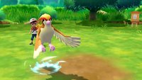 Pokémon GO: Wo sind die Taubsis? Spieler beschweren sich, keine Taubsis für Feldforschungsaufträge zu finden