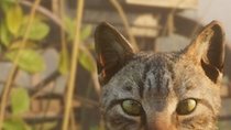 Red Dead Redemption 2: Bitte streicheln! Spieler schreiben Bittgesuch, damit sie Katzen kuscheln dürfen