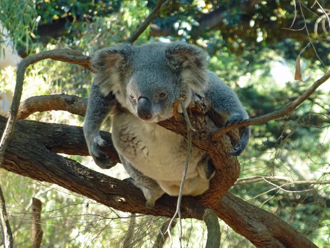 drop-bear-GettyImages-609814736