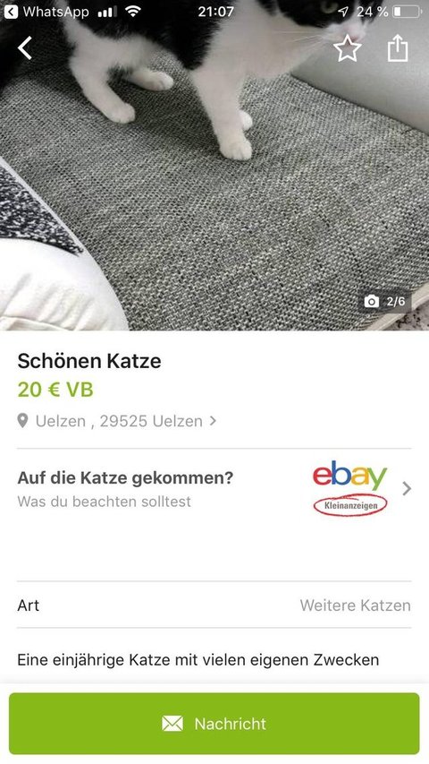 Katzer Eo lässt grüßen: Diese 19 eBay-Kleinanzeigen sind tierisch lustig