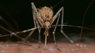 Fallt nicht auf diese Anti-Mücken-Geräte rein – Mücken tun’s auch nicht!