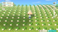 Animal Crossing - New Horizons: Rübenpreise vorhersagen - Tool für Muster und Trends