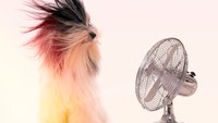 Die besten Ventilatoren: Stiftung-Warentest-Sieger und Empfehlungen